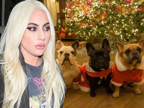 lady gaga dog lawsuit